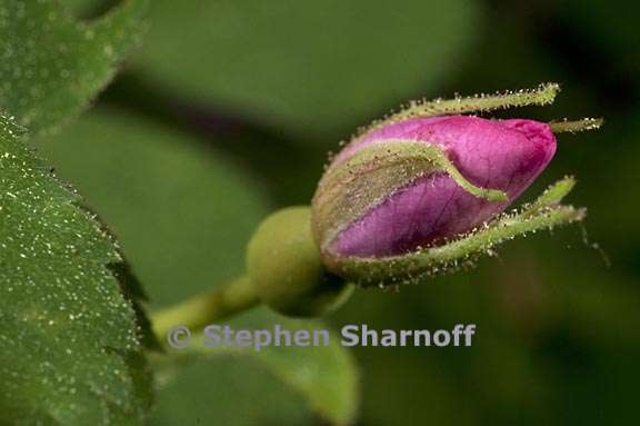 rosa bridgesii 4 graphic